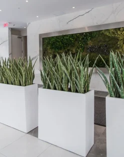 Sansevière jaune artificielle, 30″