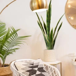 Sansevière jaune artificielle, 30″