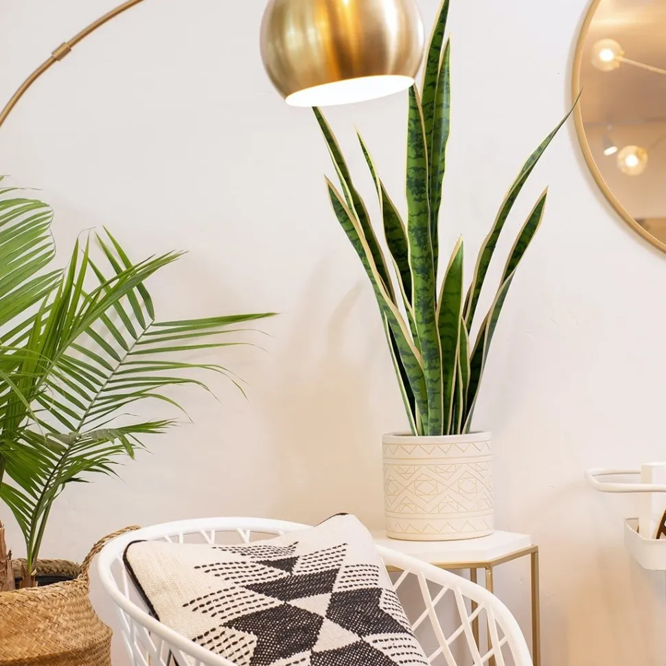 Sansevière jaune artificielle, 30″