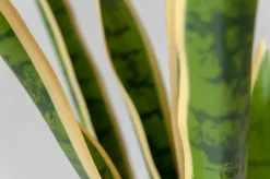 Sansevière jaune artificielle, 30″