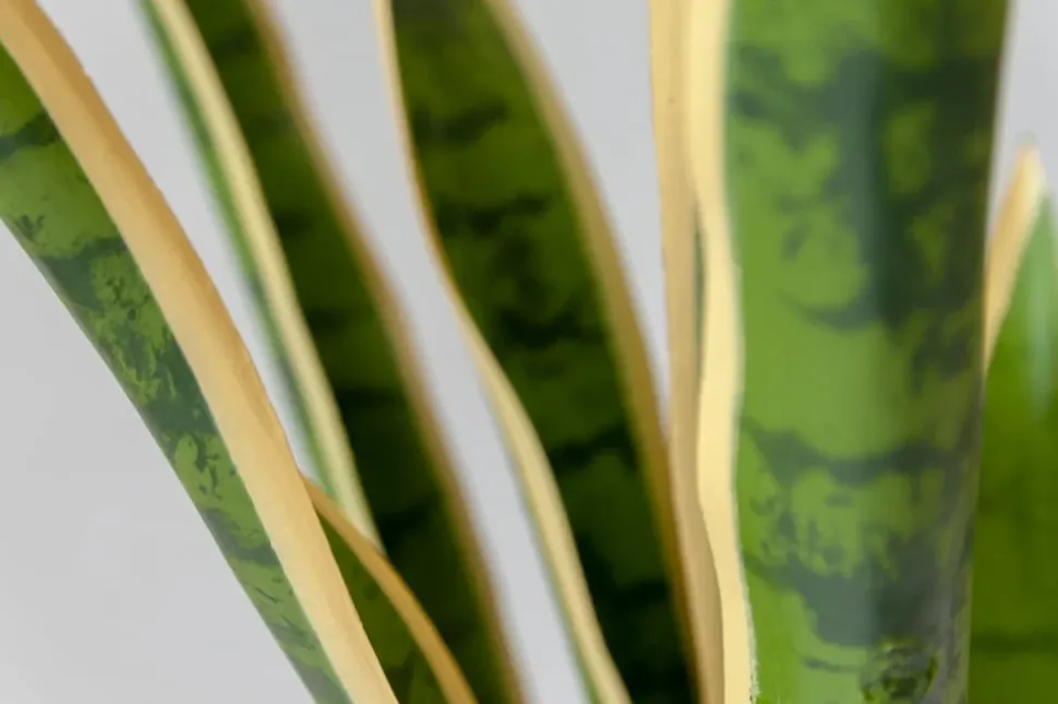 Sansevière jaune artificielle, 30″