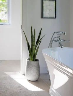 Sansevière verte artificielle, 30″