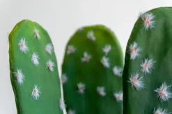 Small Potted Cactus, 15 x 8″