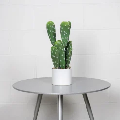 Small Potted Cactus, 15 x 8″