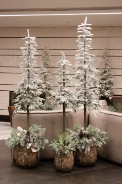 Snow-covered alpine fir tree, 144″