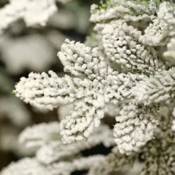 Snow-covered alpine fir tree, 144″