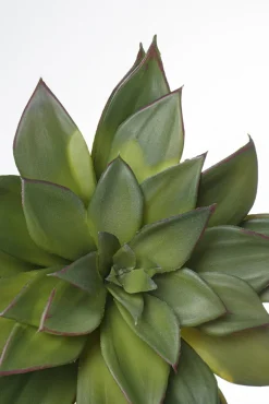 Succulente echeveria agavoides artificielle, 8,5″