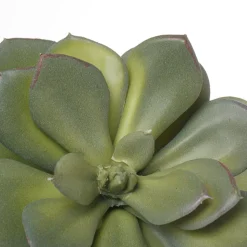 Succulente echeveria green prince artificielle, 7″