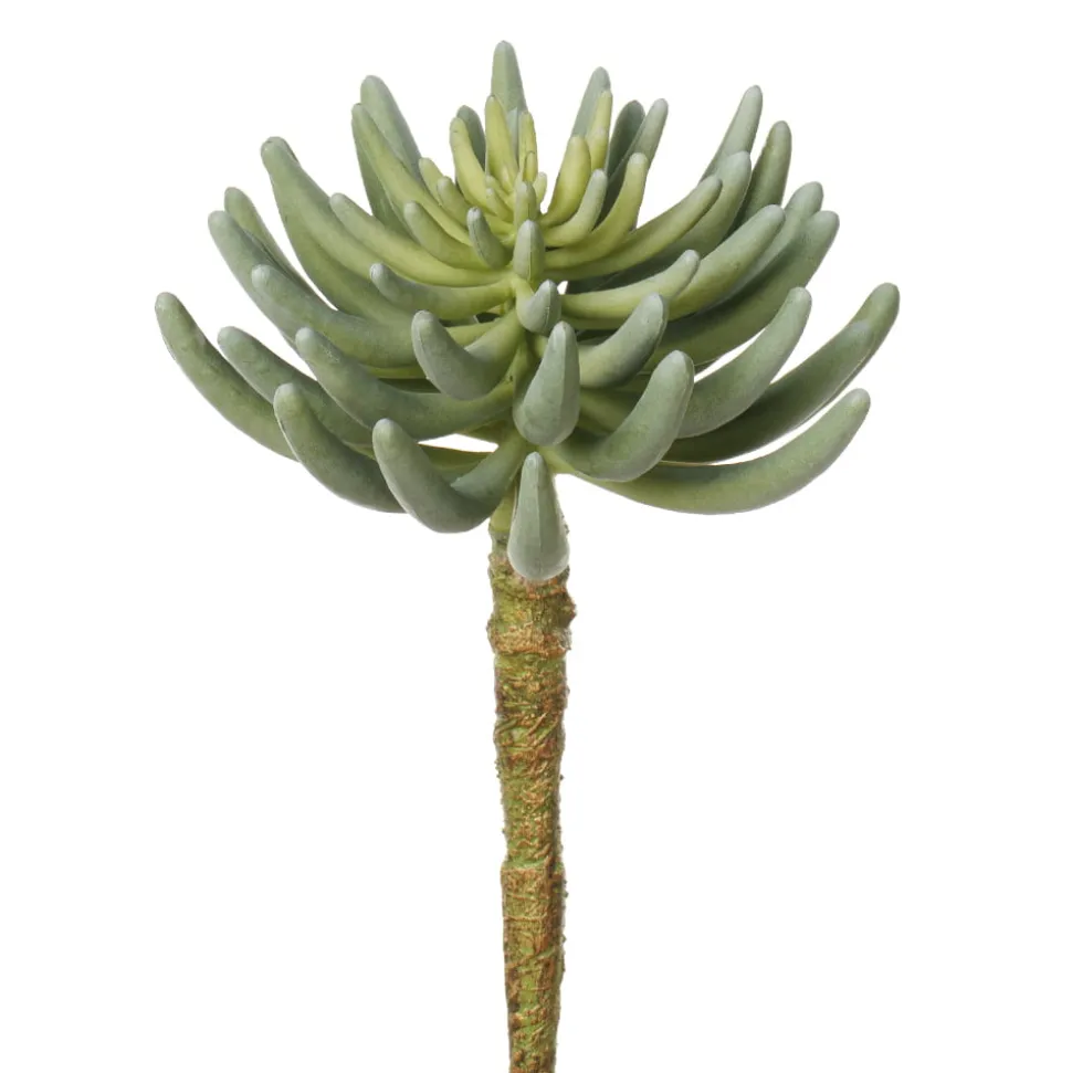 Succulente senecio verte artificielle, 12″