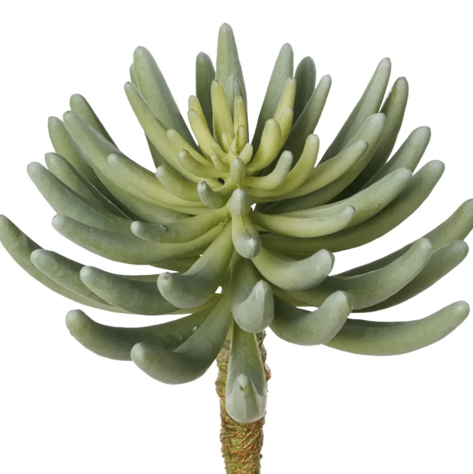 Succulente senecio verte artificielle, 12″
