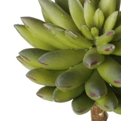 Succulente étoilée verte artificielle, 6,5″