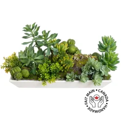 Succulents in a white tray
