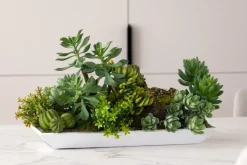 Succulents in a white tray