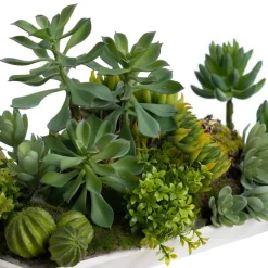 Succulents in a white tray