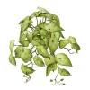 Syngonium artificiel vert pâle au toucher réel, 17″