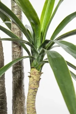 Three-trunk yucca artificial outdoor plant, 60