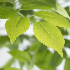 Tige de feuillage de rosier 25″