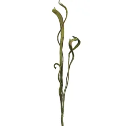 Tige de ‘staghorn’ verte 34″