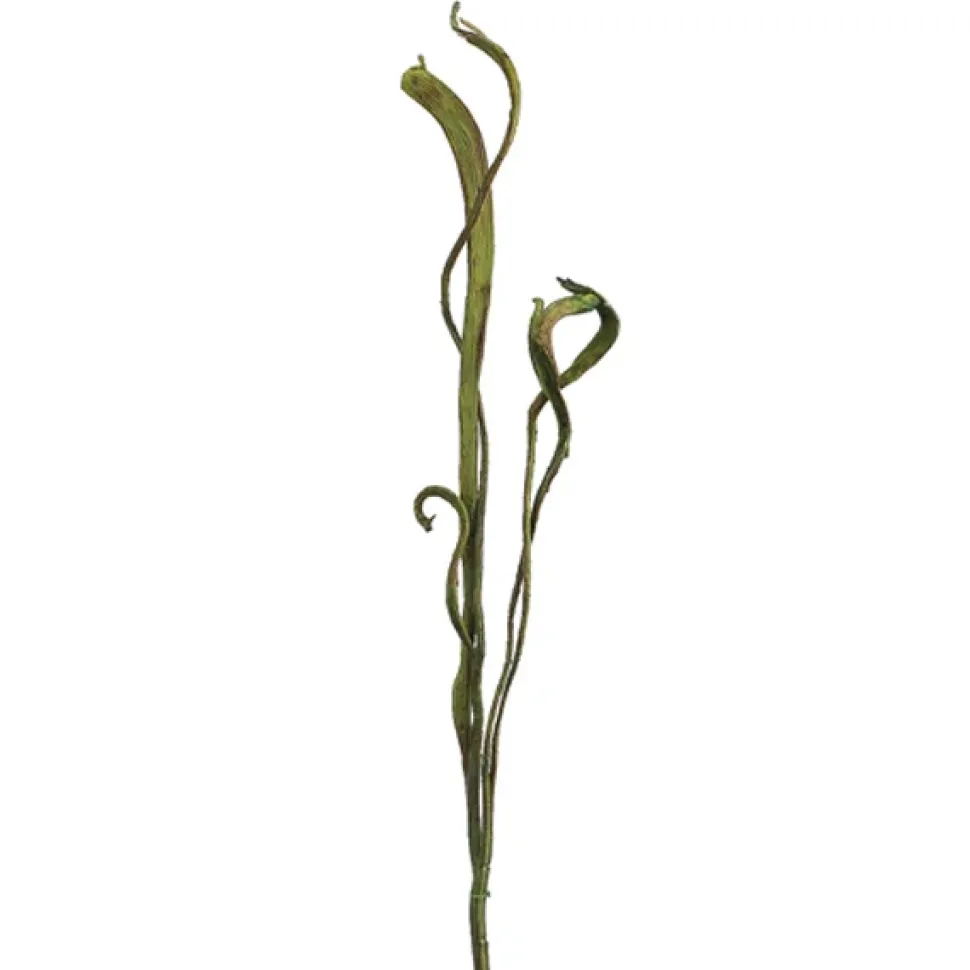 Tige de ‘staghorn’ verte 34″