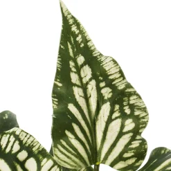 Tige de maranta butterfly artificielle, 22″