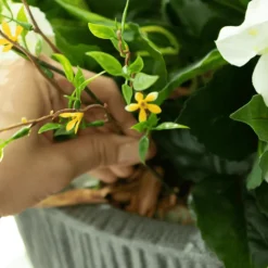 Tige de petites fleurs jaunes trientales boréales, 20″