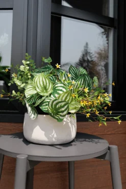 Tige de petites fleurs jaunes trientales boréales, 20″