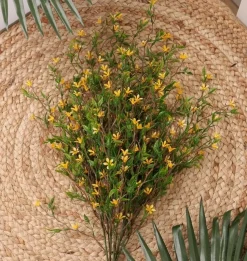 Tige de petites fleurs jaunes trientales boréales, 20″