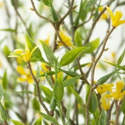 Tige de petites fleurs jaunes trientales boréales, 20″