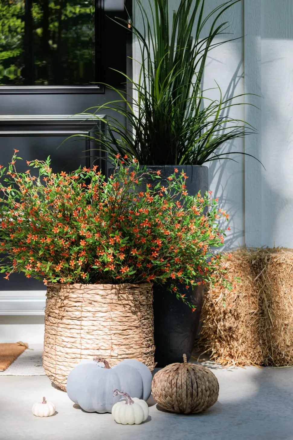 Tige de petites fleurs orange trientales boréales, 20″