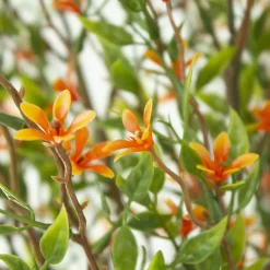 Tige de petites fleurs orange trientales boréales, 20″