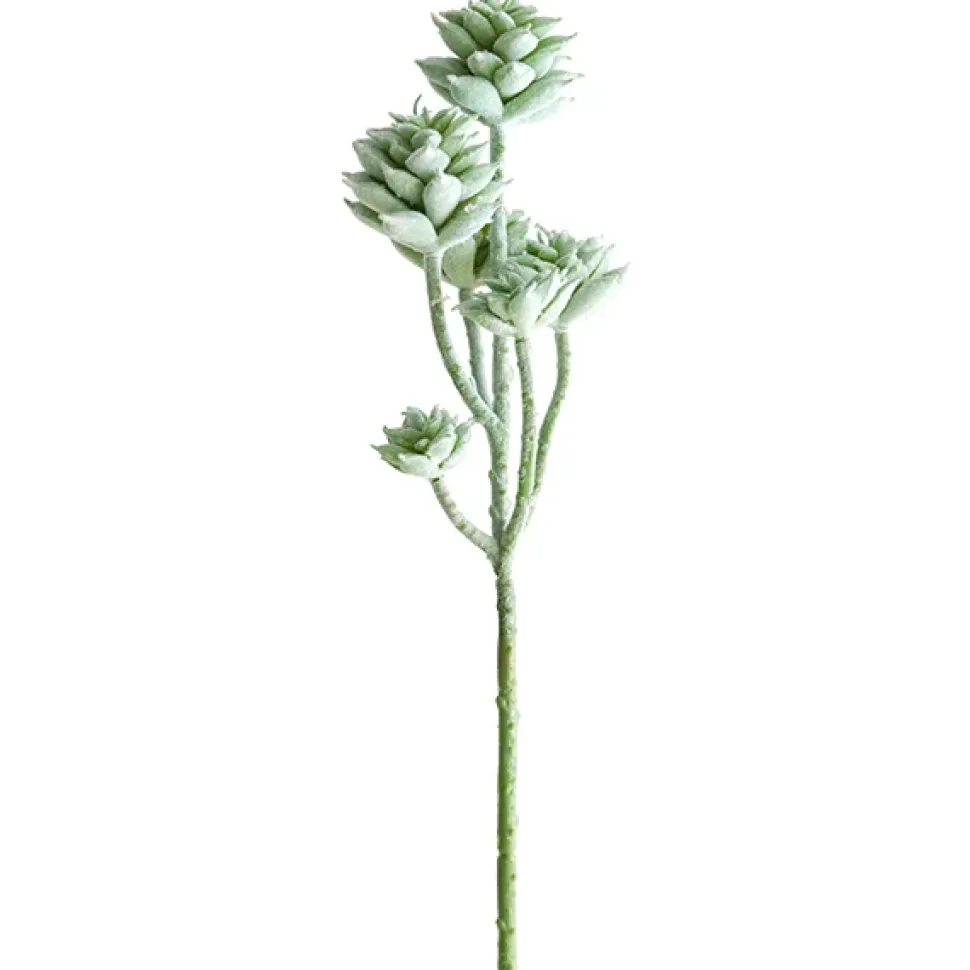 Tige de petites plantes succulentes vert-gris 13″