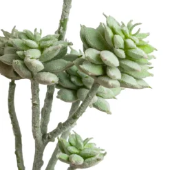 Tige de petites plantes succulentes vert-gris 13″