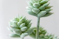Tige de petites plantes succulentes vert-gris 13″