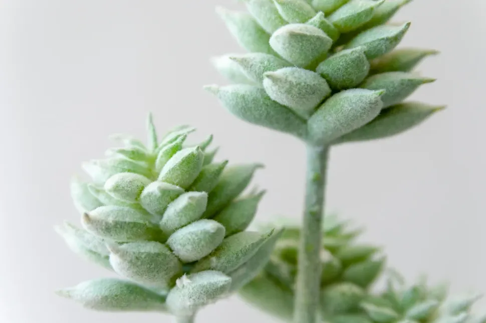 Tige de petites plantes succulentes vert-gris 13″