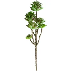 Tige de petites plantes succulentes vertes 13″