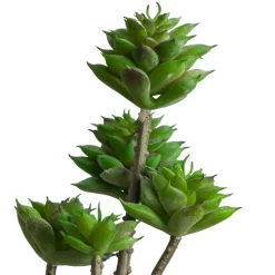 Tige de petites plantes succulentes vertes 13″