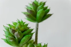 Tige de petites plantes succulentes vertes 13″