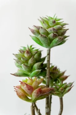 Tige de petites plantes succulentes vertes foncées 13″