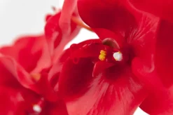 Tige de phalaenopsis rouge géante 45″