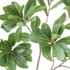 Tige de pittosporum 18″