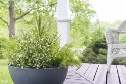 Tige de trientale boréale blanche, 20″