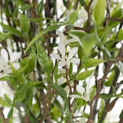 Tige de trientale boréale blanche, 20″