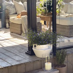 Tige de trientale boréale mauve, 20″