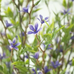 Tige de trientale boréale mauve, 20″