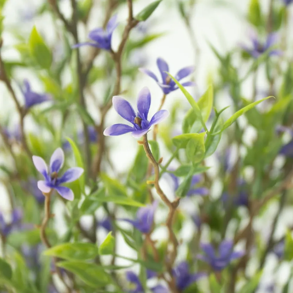 Tige de trientale boréale mauve, 20″