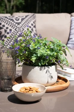 Tige de trientale boréale mauve, 20″