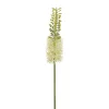 Tige d’eremurus creme 35″