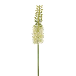 Tige d’eremurus creme 35″