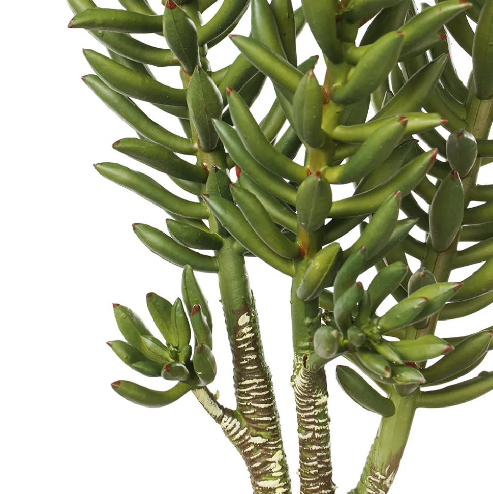 Tige d’orpin artificiel, 20″