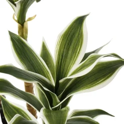 Trio de tiges de dracaena vert et blanc artificiel, 40″